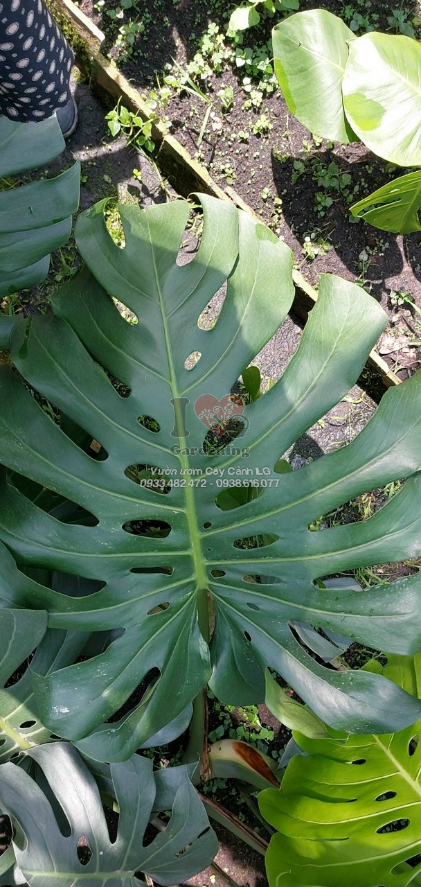 Chi tiết lá và thân cây Trầu Bà Lỗ Nam Mỹ Monstera Deliciosa