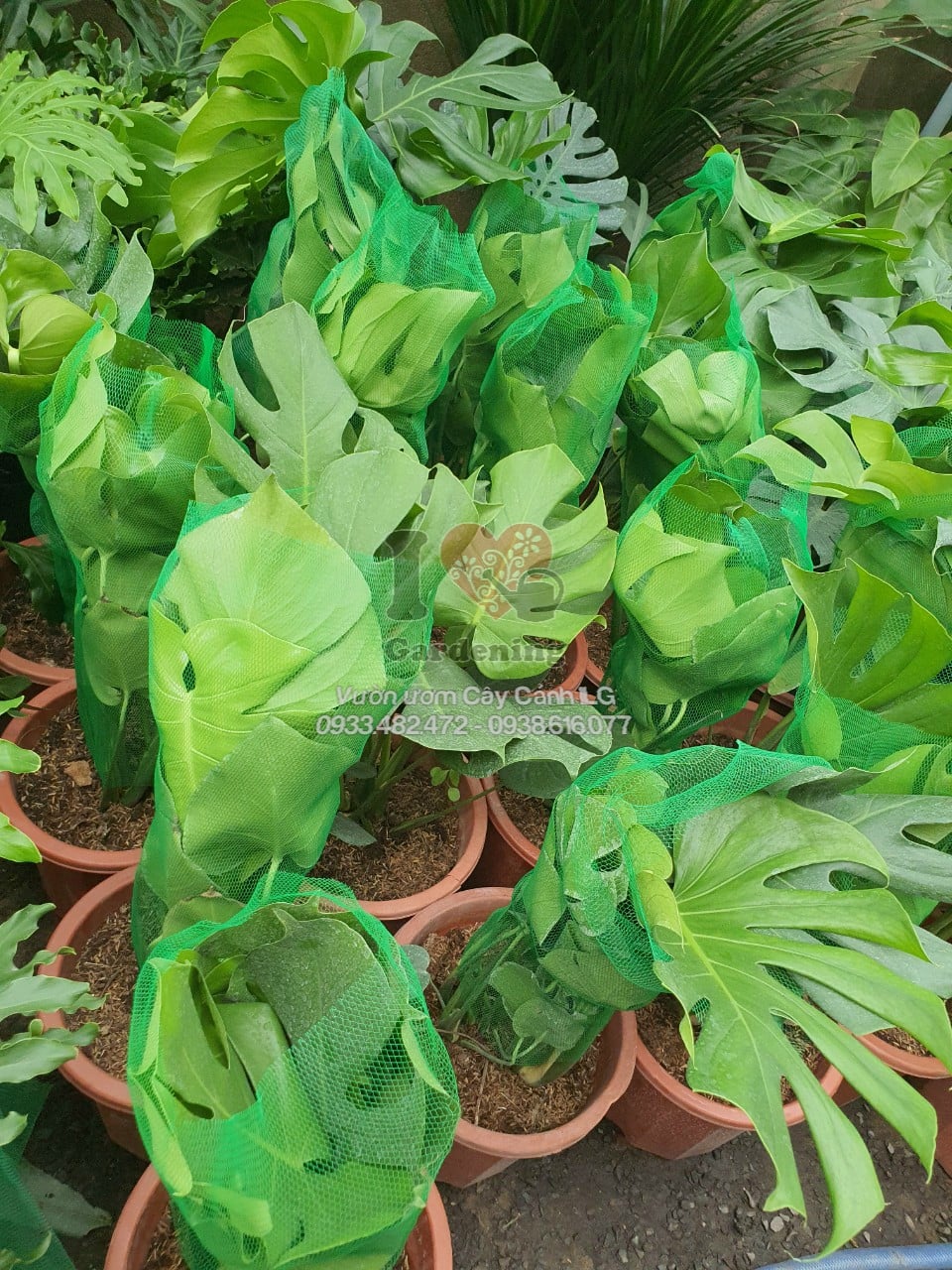 Cây Trầu Bà Lỗ Nam Mỹ trưởng thành với lá to và đẹp