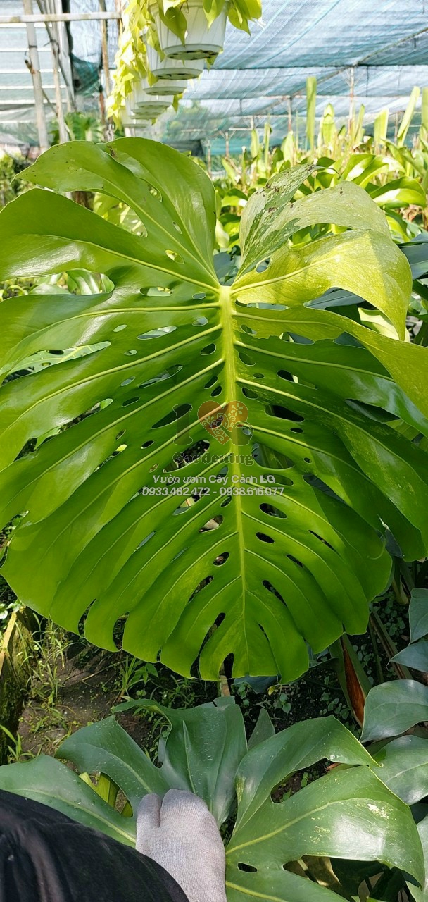 Cây Trầu Bà Lỗ Nam Mỹ Monstera bày trí trong không gian xanh