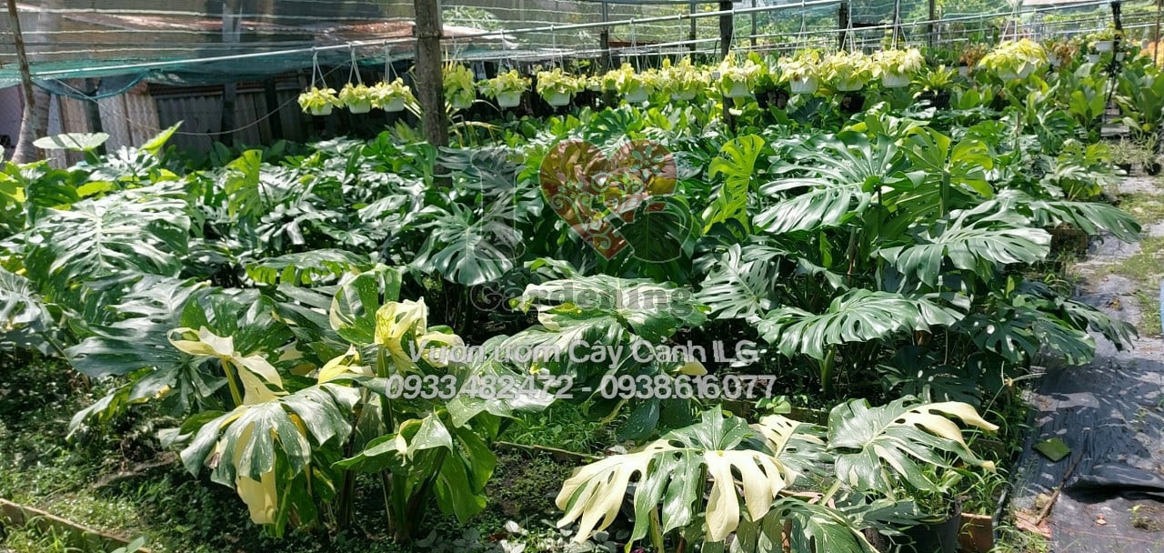 Cây trầu bà Nam Mỹ đột biến trồng trong chậu trang trí nội thất