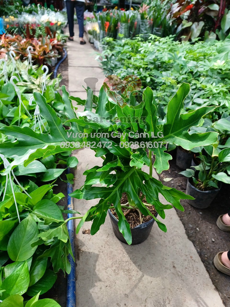Cây trầu bà thanh xuân cao 50cm - 1m tại vườn ILG