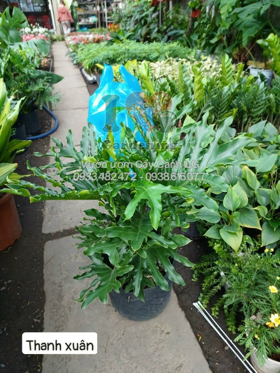 Lá cây trầu bà thanh xuân xẻ thùy đặc trưng cao 50cm - 1m