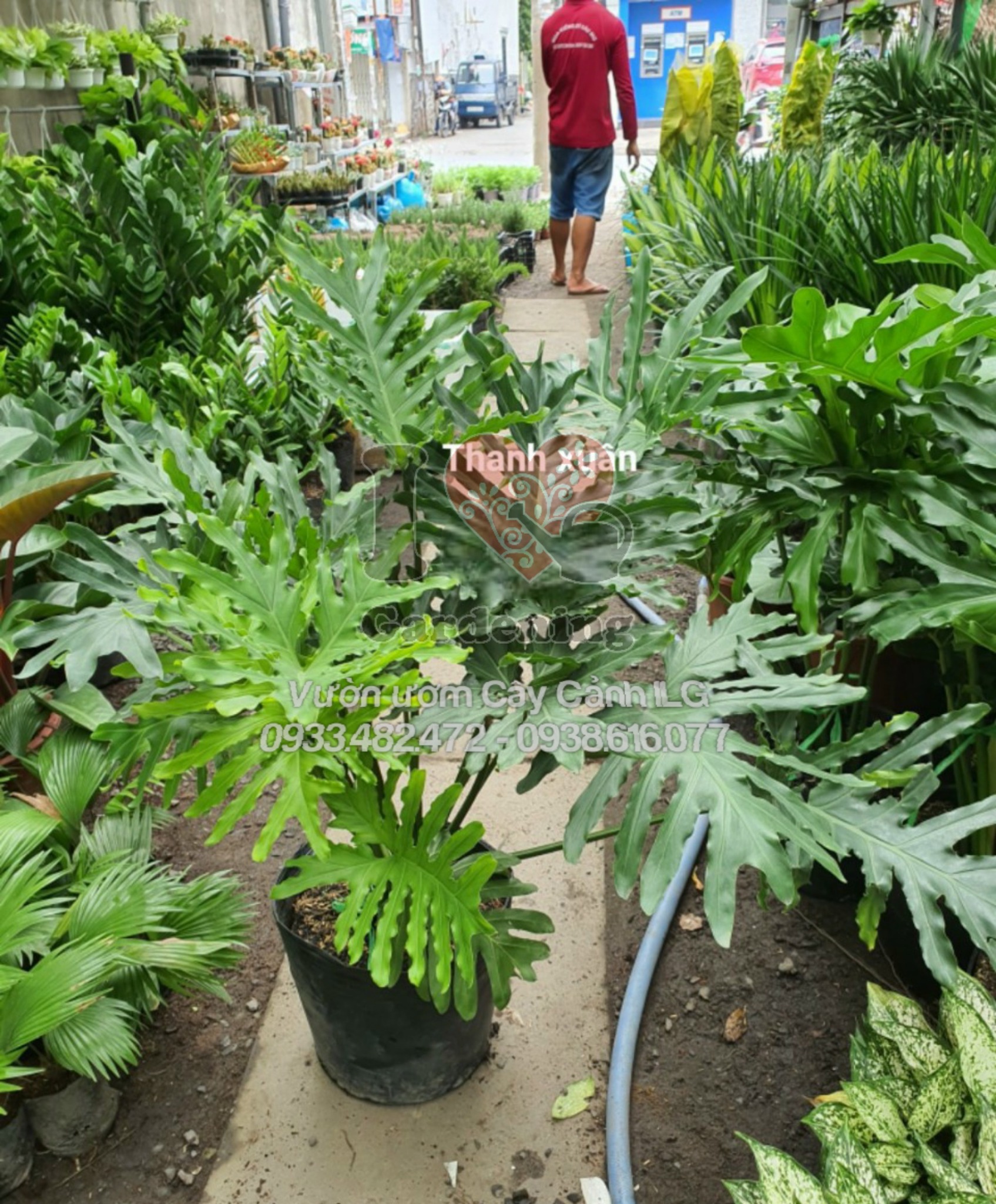 Cây trầu bà thanh xuân trong sảnh văn phòng sang trọng