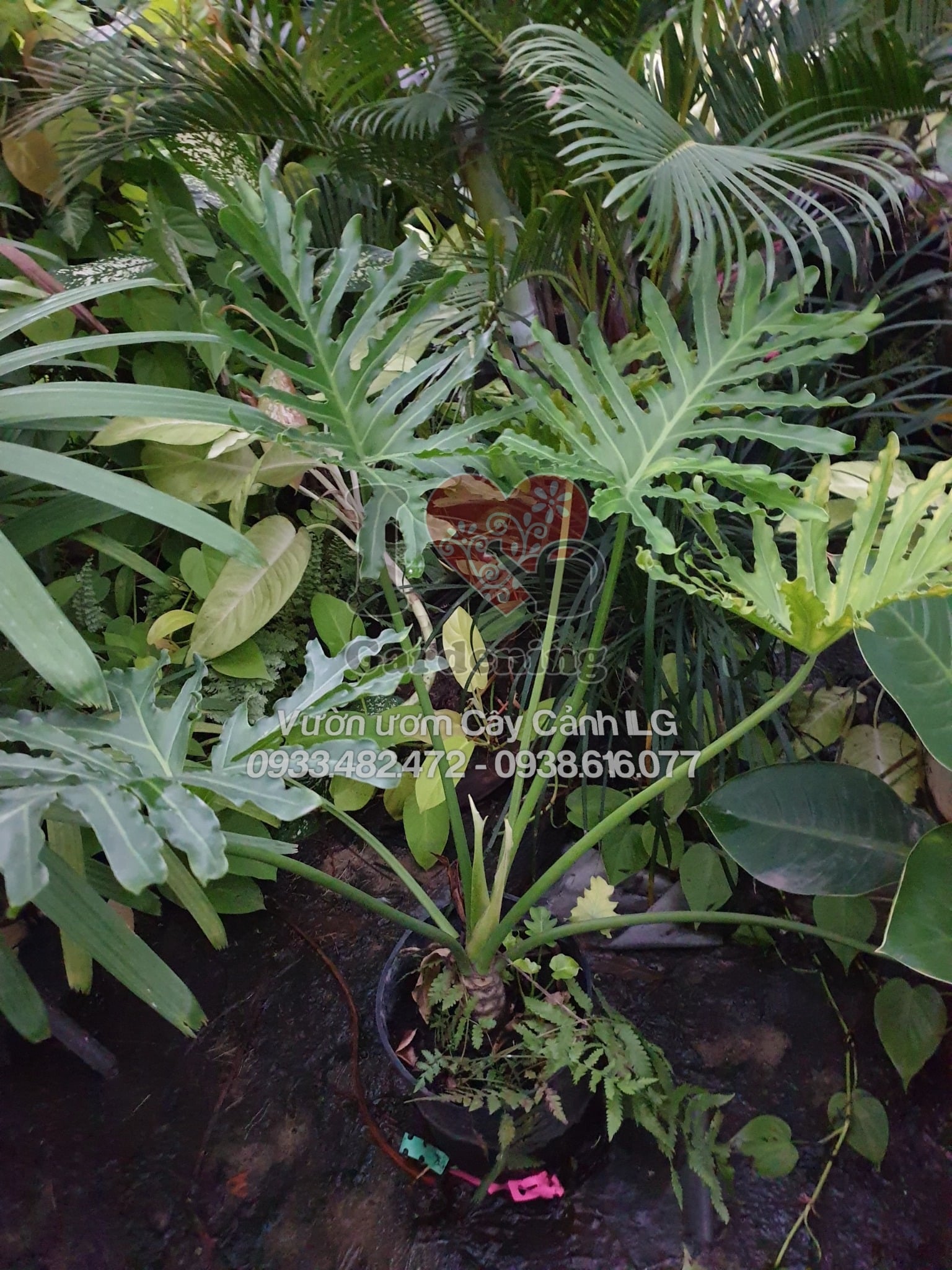 Cây trầu bà thanh xuân đặt trong nhà trang trí phong thủy
