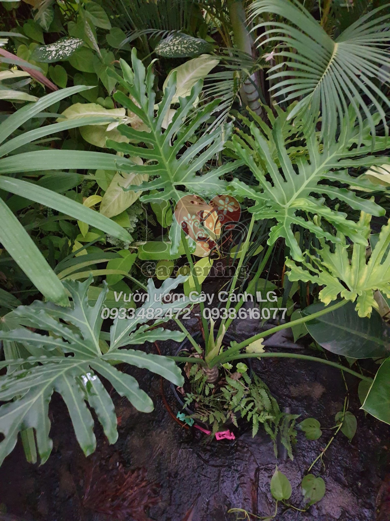 Cây trầu bà thanh xuân lá xanh bóng đẹp 50cm - 1m