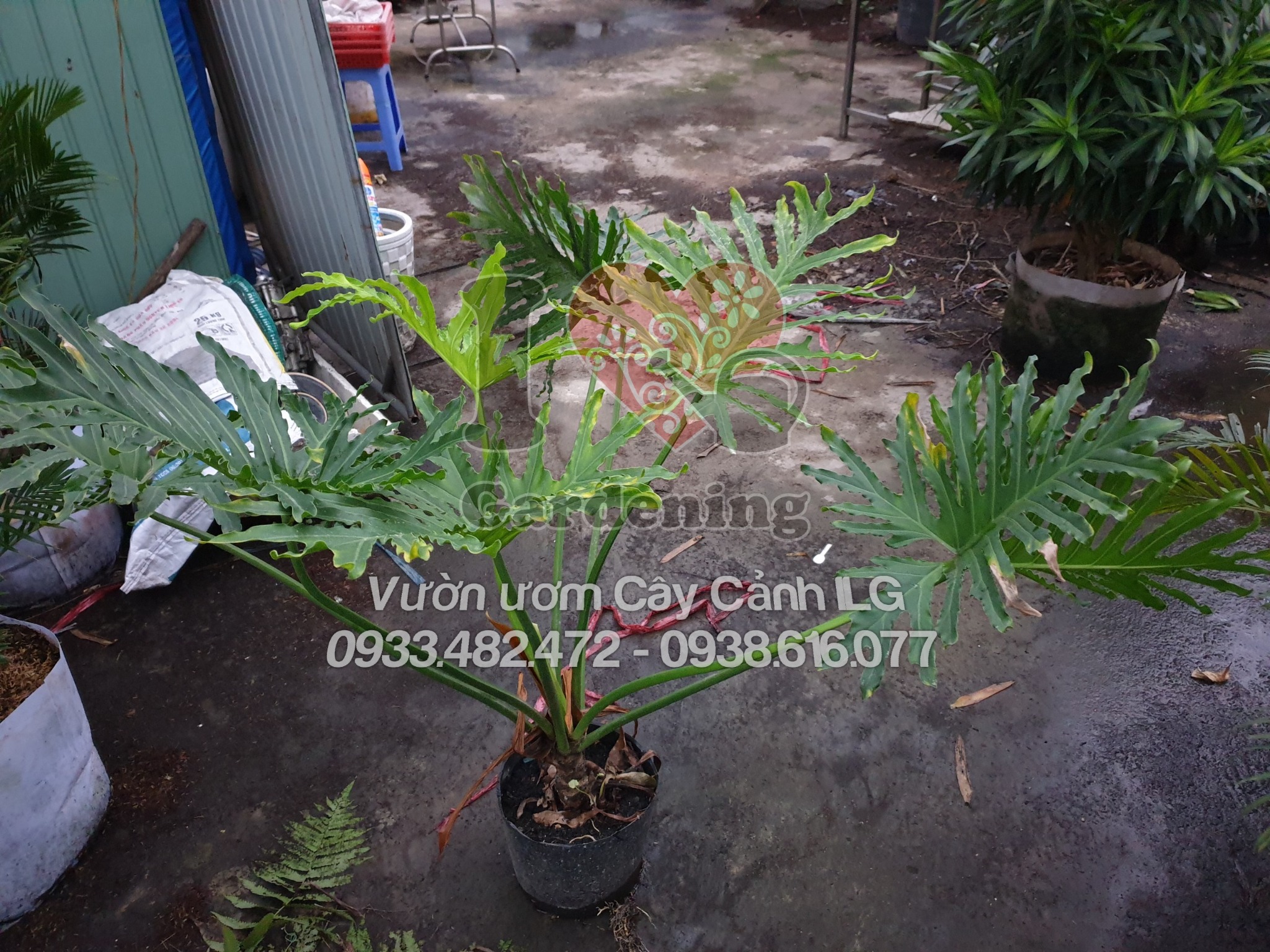 Vườn cây trầu bà thanh xuân ILG cung cấp sỉ lẻ TP.HCM