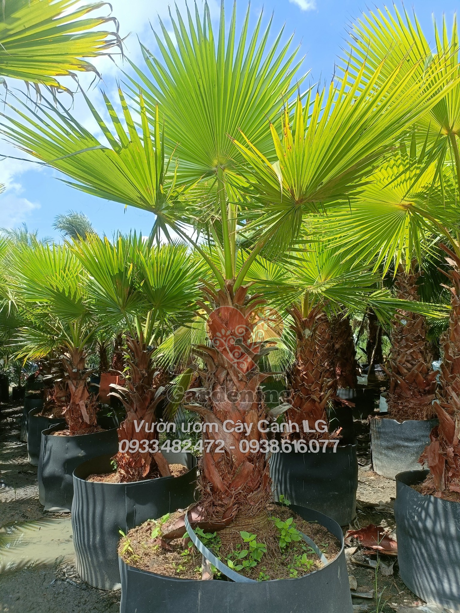 Cây Cọ Mỹ (Kè Mỹ, Kè Washington) Cao 2.5m Thân Lóng Cao 1m – toàn cảnh