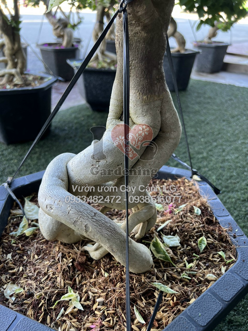 Hoa giấy cẩm thạch đỏ bonsai gốc to - phong thủy may mắn tài lộc