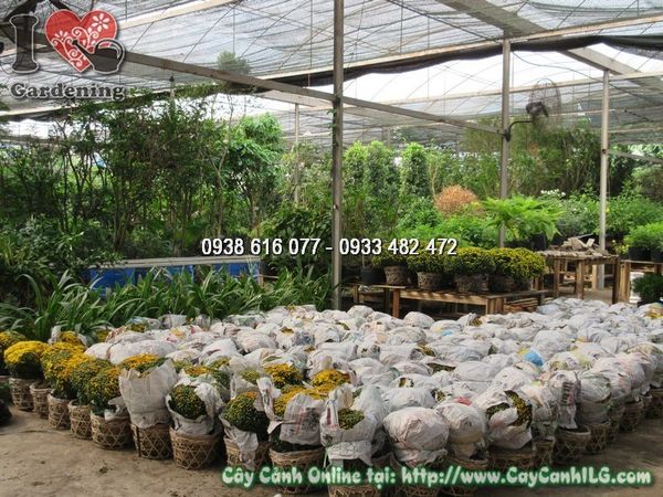 Cây Hoa Cúc Mâm Xôi (Cao: 35cm – Ms: 05188)