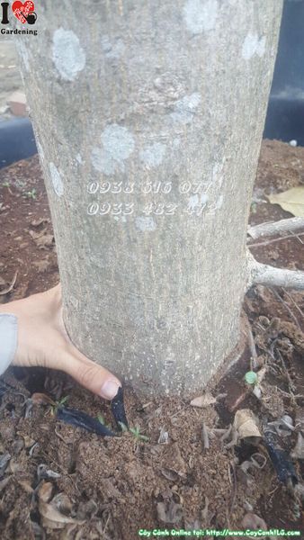 Cây bàng Đài Loan (Cao 7m - Tán đẹp)