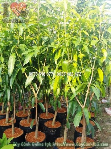 Cây Xoài Giống Trái Ngon Cao 1.5 m