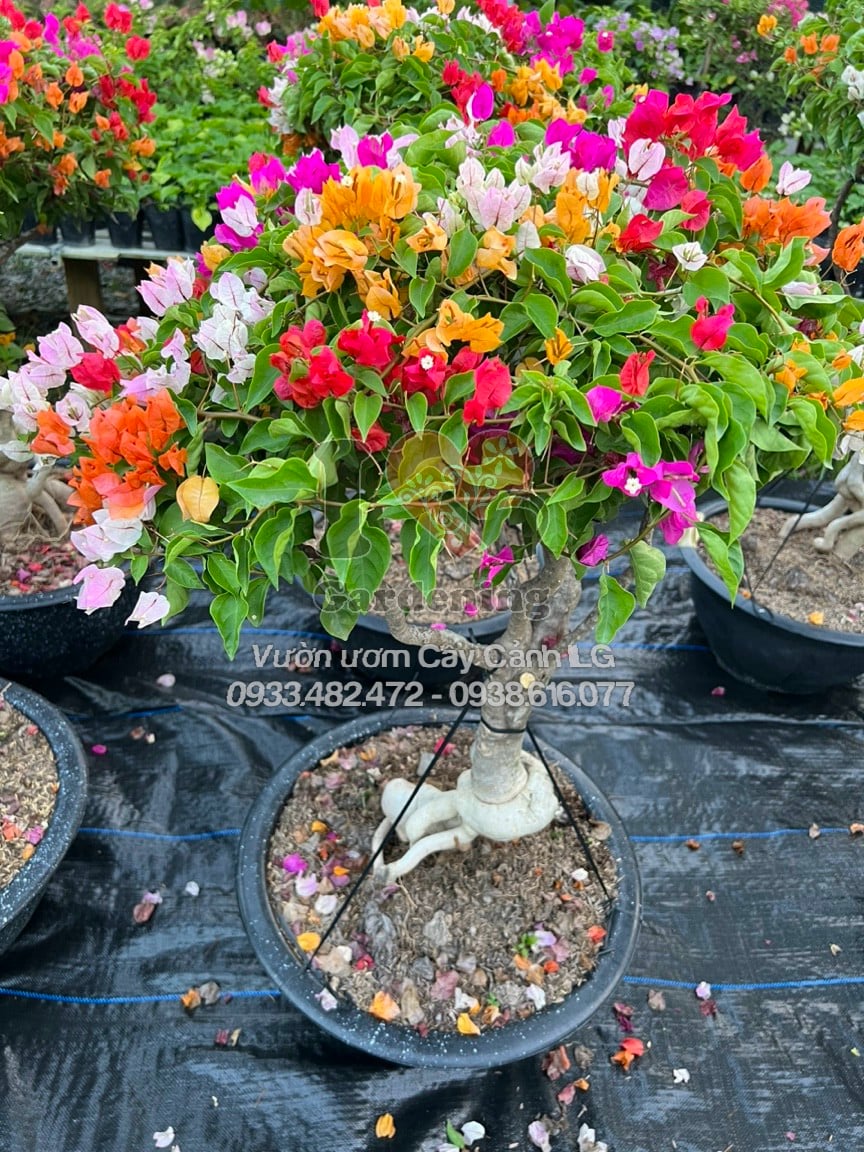Cây hoa giấy Thái Lan gốc to bonsai 5-7 màu đẹp
