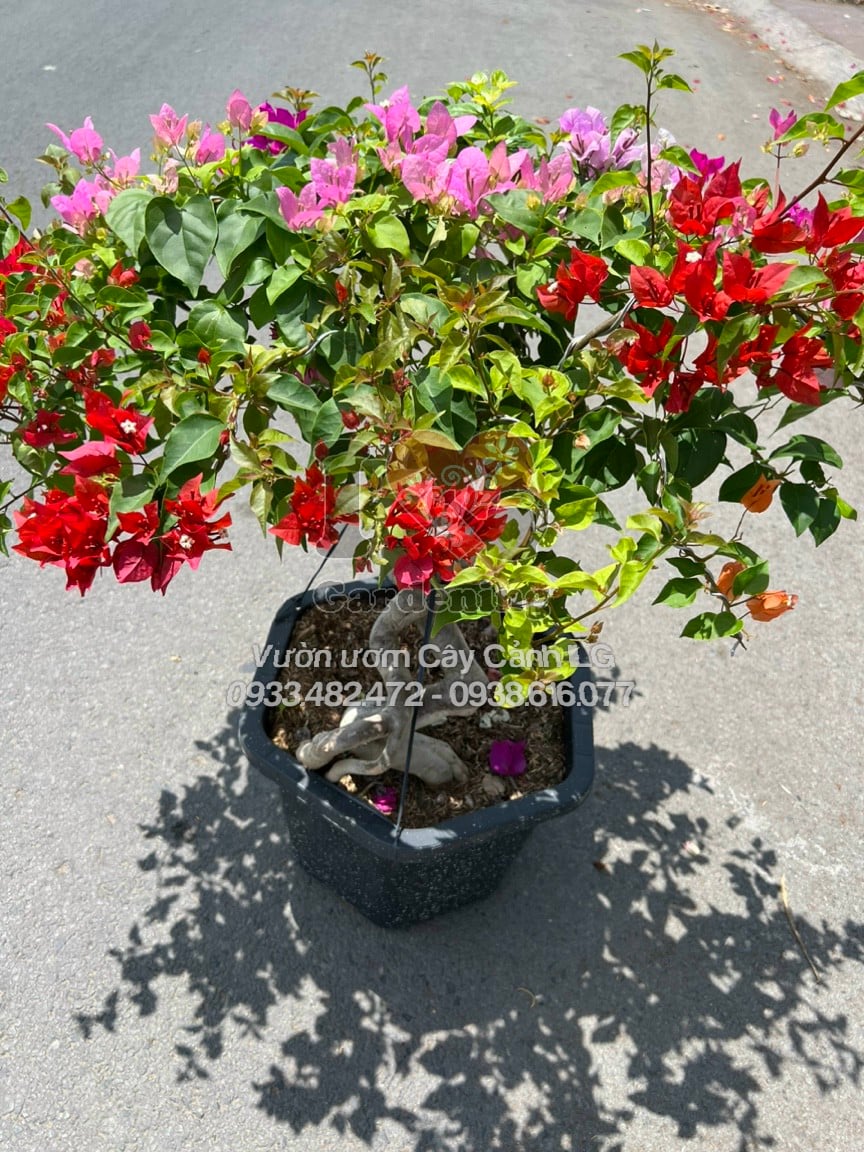 Hoa giấy Thái Lan bonsai gốc to nhiều màu rực rỡ
