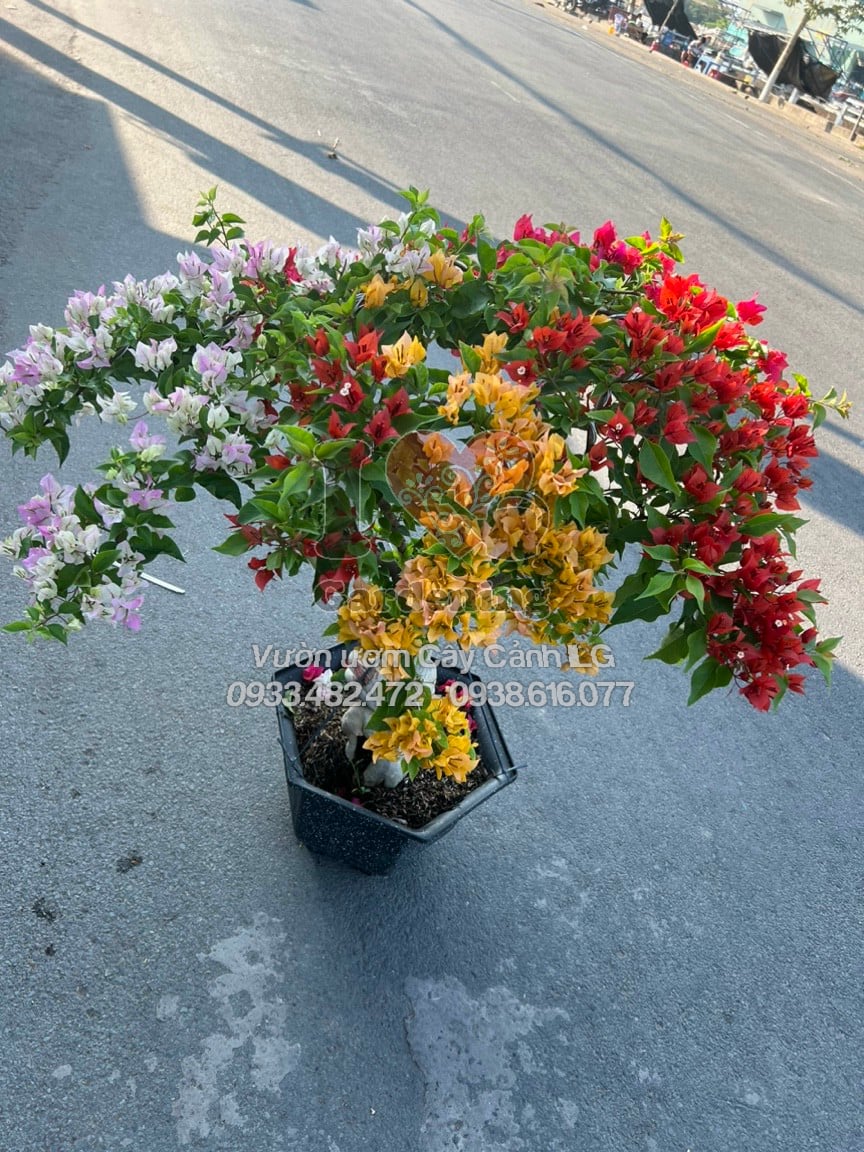 Dáng bonsai hoa giấy Thái Lan gốc to đẹp