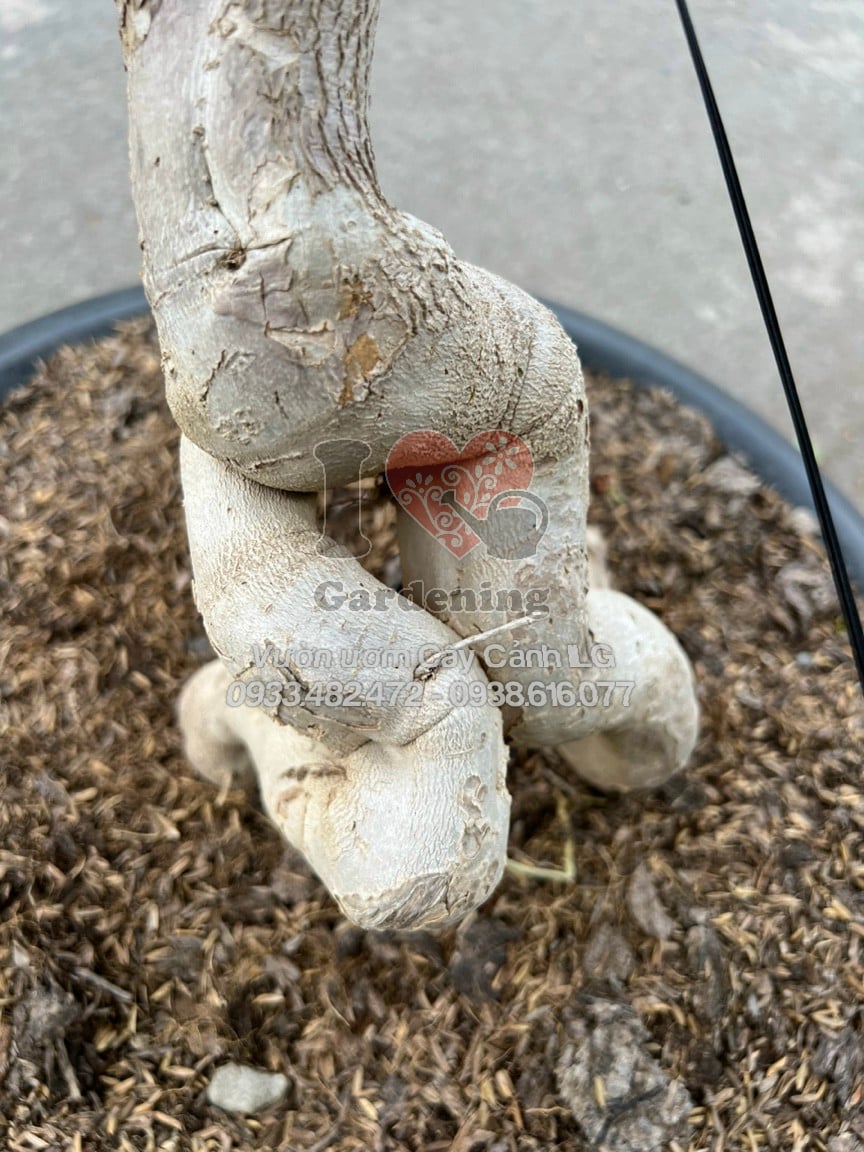 Cây hoa giấy Thái Lan bonsai trưng bày ngoài sân vườn