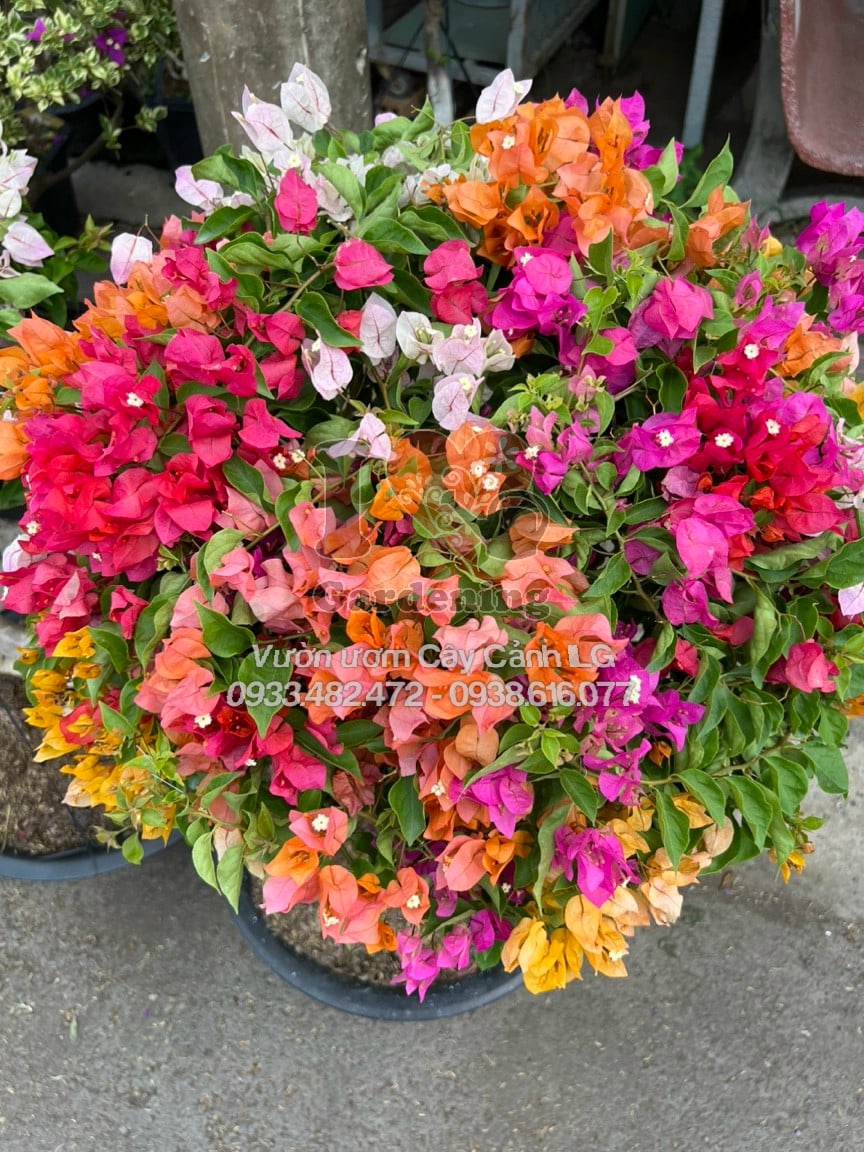 Chi tiết hoa giấy Thái Lan nhiều màu trên cây bonsai gốc to