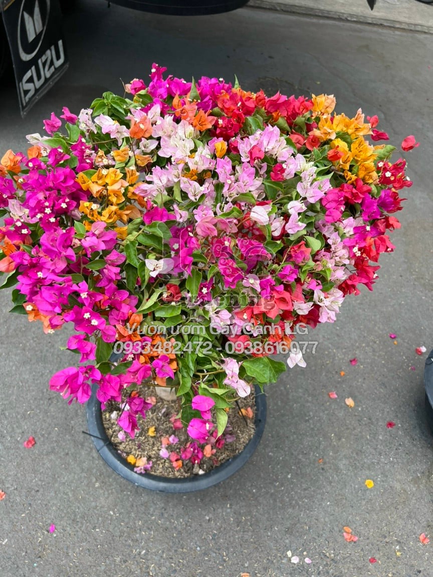 Hoa giấy Thái Lan bonsai gốc to trang trí sân vườn