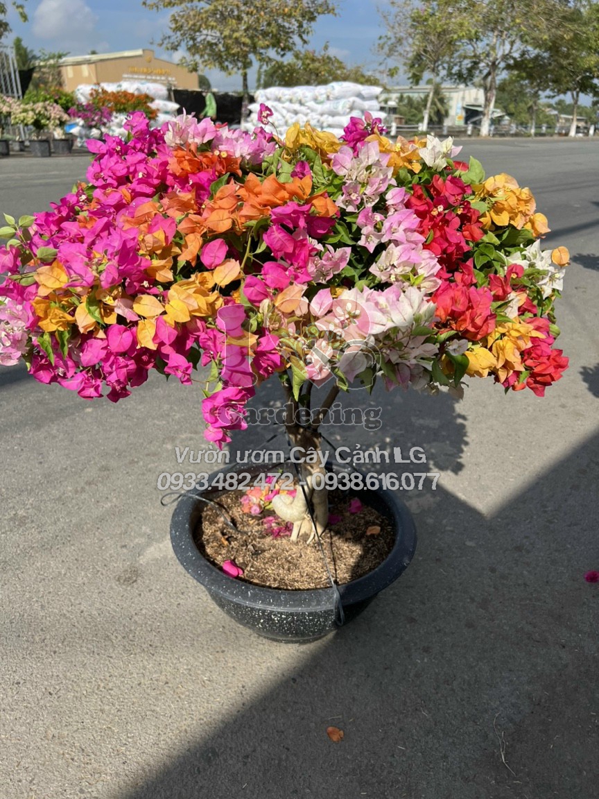 Hoa giấy Thái Lan nở bung rực rỡ sau khi áp dụng kỹ thuật kích hoa