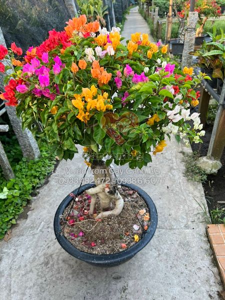 Cây hoa giấy Thái Lan gốc to bonsai
