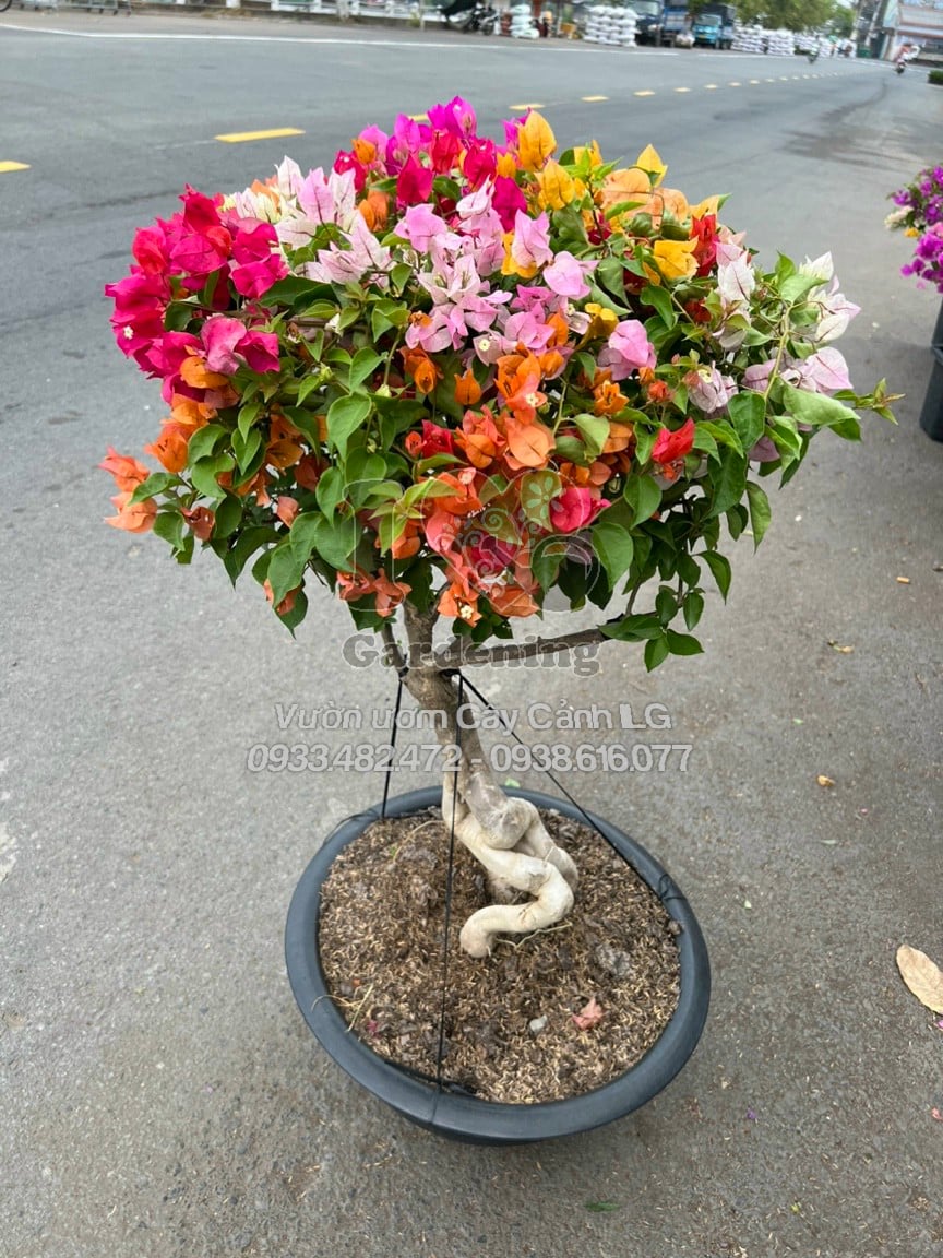 Vườn hoa giấy Thái Lan ILG với nhiều kích thước và màu sắc phong phú