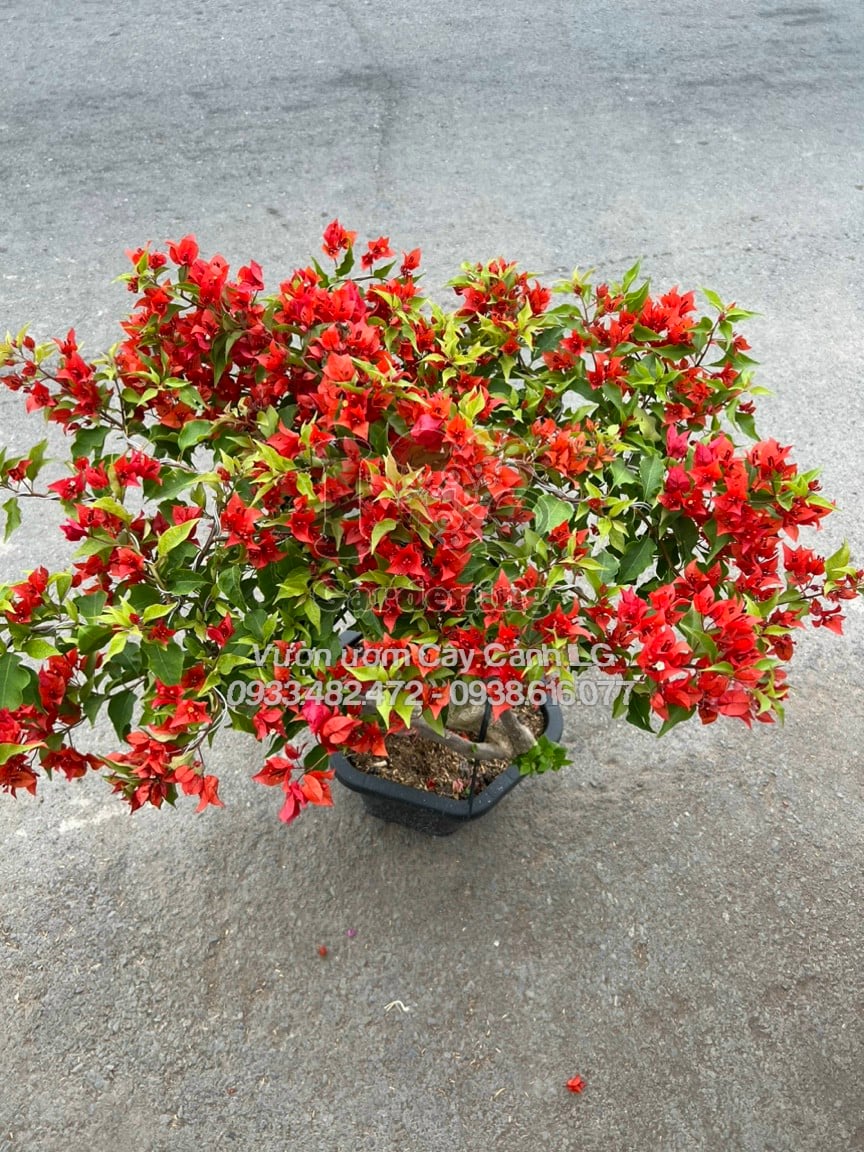 Cây hoa giấy đỏ lửa gốc to bonsai dáng cổ kính sang trọng