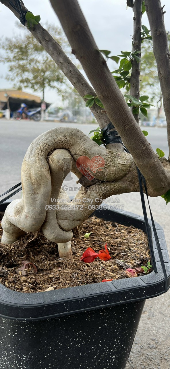 Hoa giấy đỏ lửa bonsai gốc to nở hoa rực rỡ