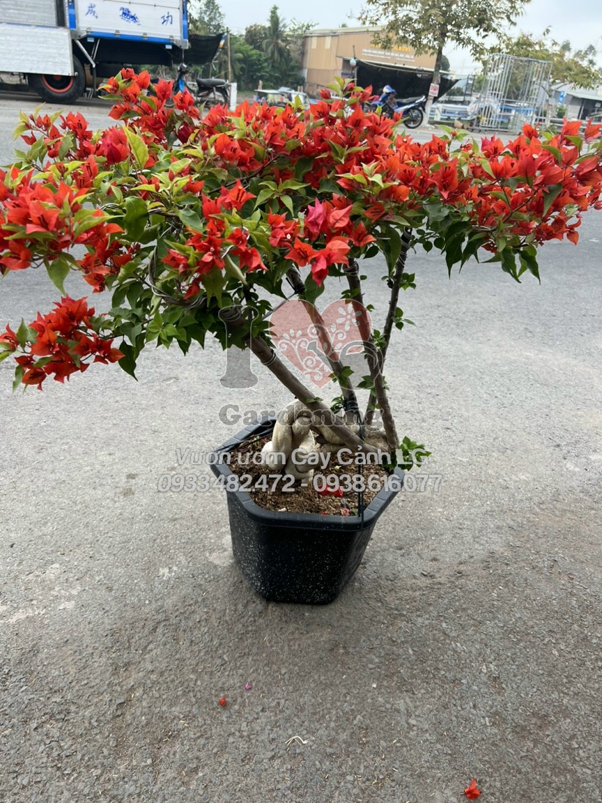 Chi tiết hoa giấy đỏ lửa gốc to bonsai dáng đẹp