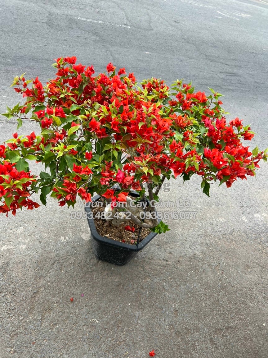 Vườn cây hoa giấy đỏ lửa ILG chất lượng cao