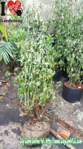 Cây hoa hồng leo gốc lớn