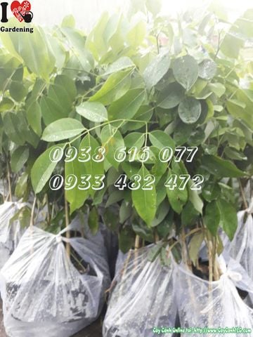 Cây gõ đỏ giống (Cao 40cm)