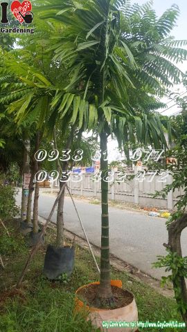 Cây cau ăn trầu (Cao 3m)