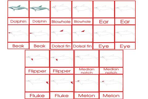 Parts Of Adolphin Cards Age 3to6
