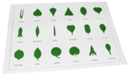 18KINDS PVC Leaf cards