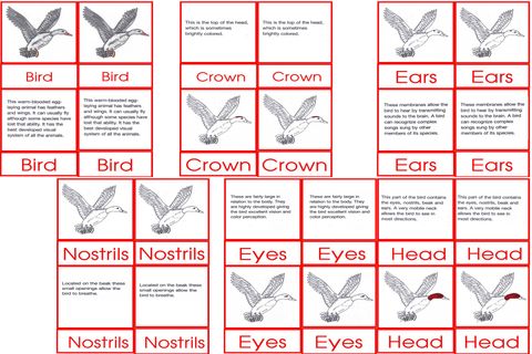 Bird Nomen clatures Age6to9