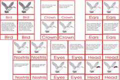 Bird Nomen clatures Age6to9