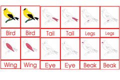 Bird Nomen Clatures Age3to6