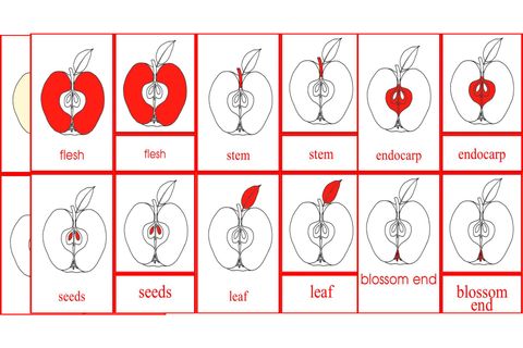 Parts of the Fruit Primary Nomenclature Cards (red isolation)