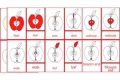 Parts of the Fruit Primary Nomenclature Cards (red isolation)