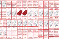 Butterfly Nomenclature Cards Ages 6 to 9