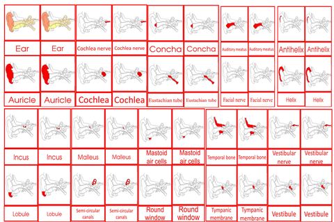 Parts Of The Human Ear Cards Age 3to6