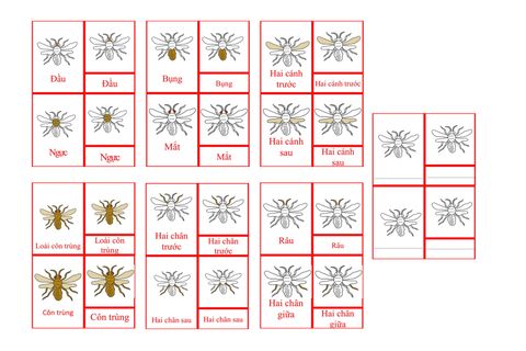 Insect Nomenclature Cards