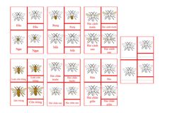 Insect Nomenclature Cards