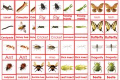 Insects 3to6