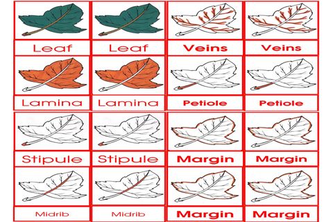 Leaf 3 to 6