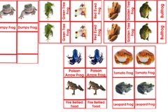 Types Of Frog Cards