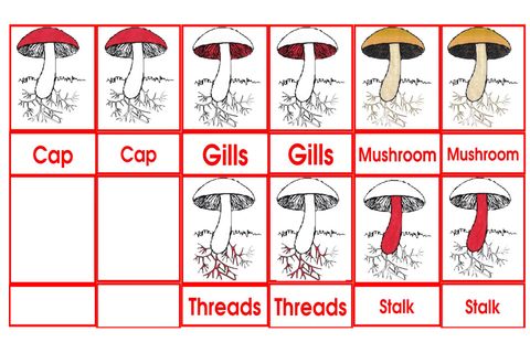 Mushroom 3to6