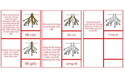 Root Nomenclature Book