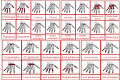 Parts Of The Human Hand Card Age to6