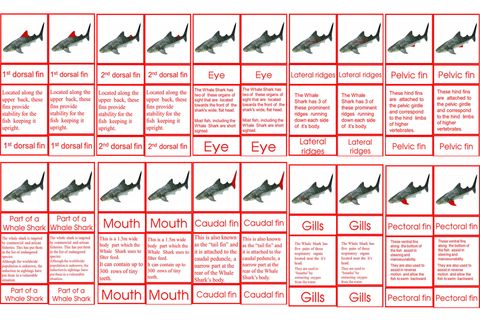 Parts of A Whale Shark Age 6 to 9