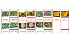 Inflorescent Vegetable Picture Cards